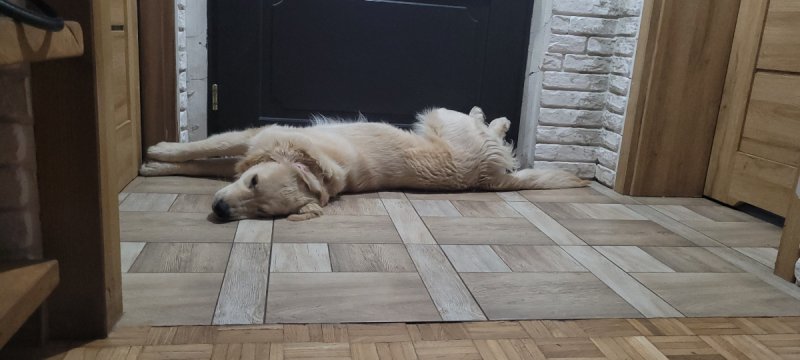 Oddam goldena retrivera